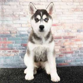 Siberian Husky