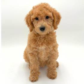2nd Gen Mini Goldendoodle