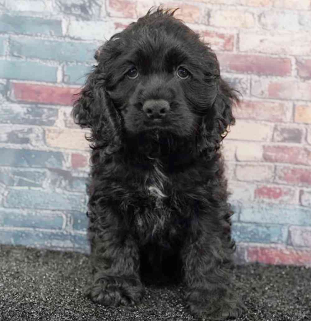 Image of a pet breed in the gallery