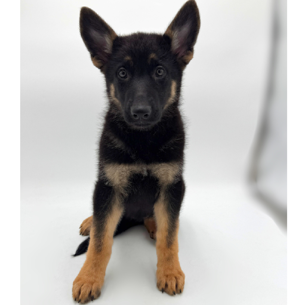 Image of a pet breed in the gallery