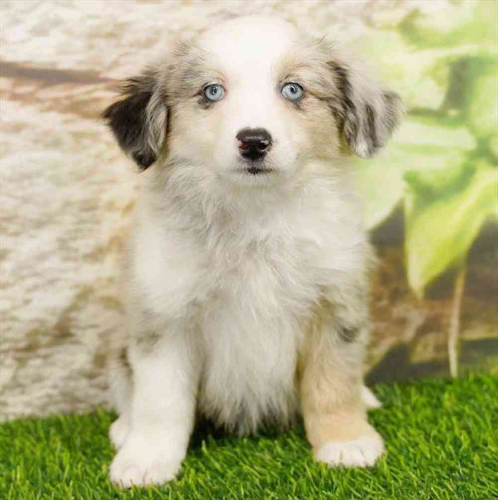 Image of a pet breed in the gallery
