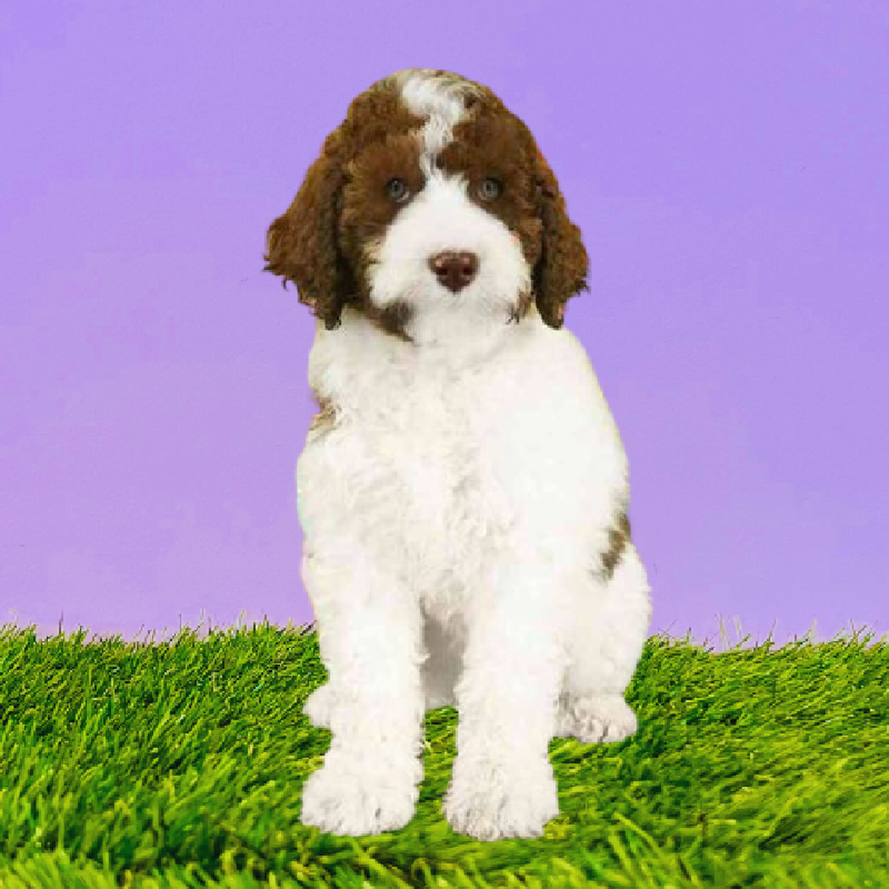 Female 2nd Gen Standard Bernedoodle Puppy for Sale in Marietta, GA