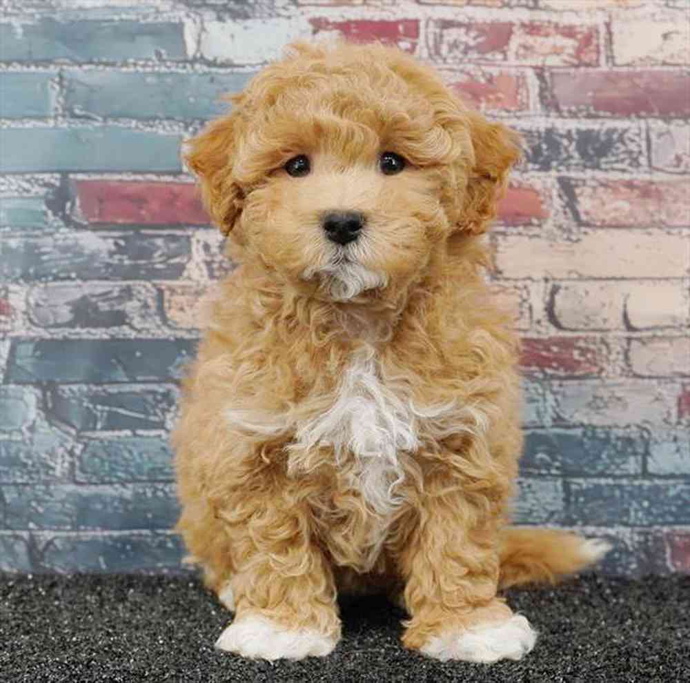 pet breed image