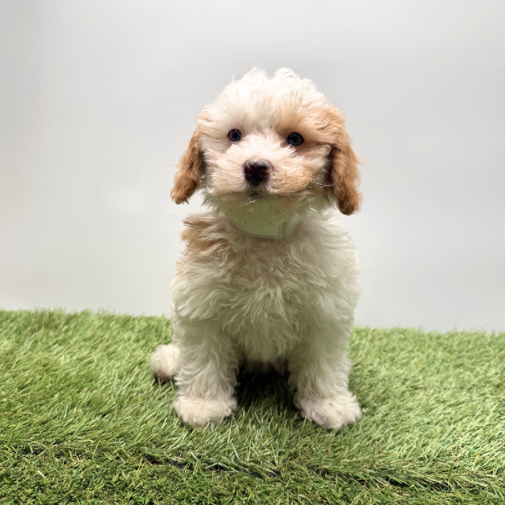 pet breed image