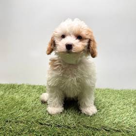 Poodle