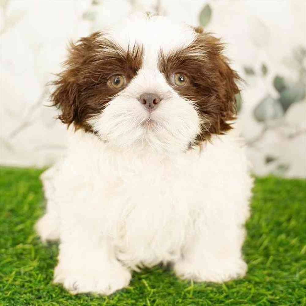 Image of a pet breed in the gallery