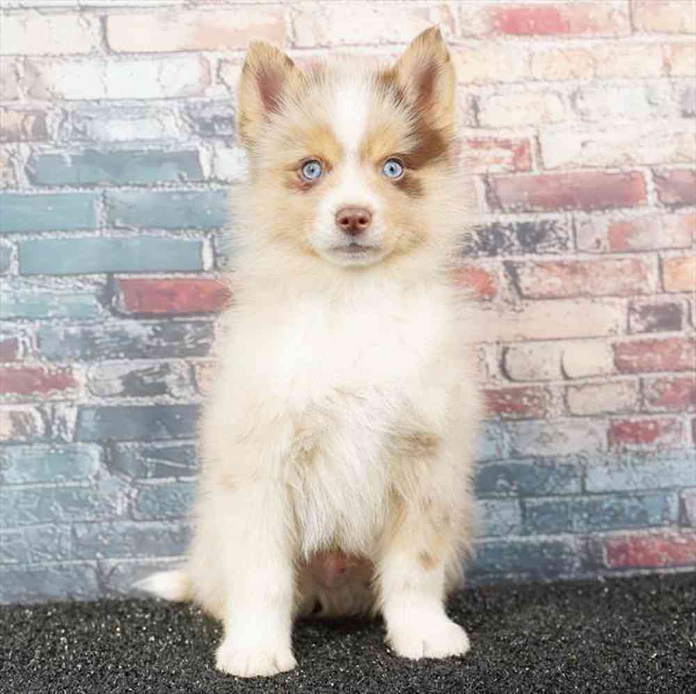 Image of a pet breed in the gallery