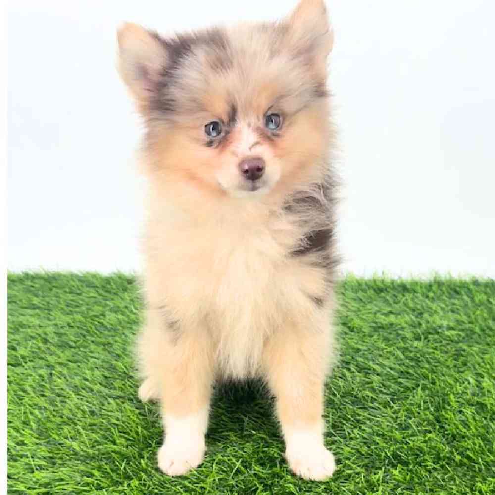 Image of a pet breed in the gallery