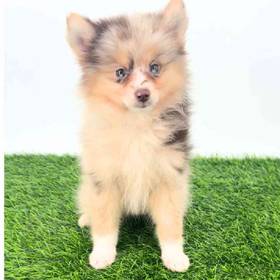 Pomsky