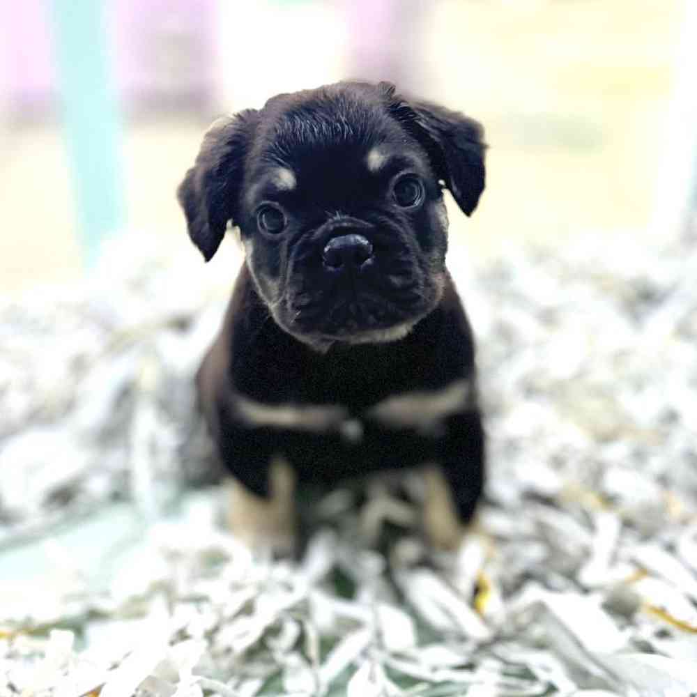 carousel pet images