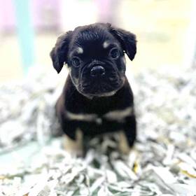 French Bulldog