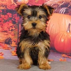 Yorkie