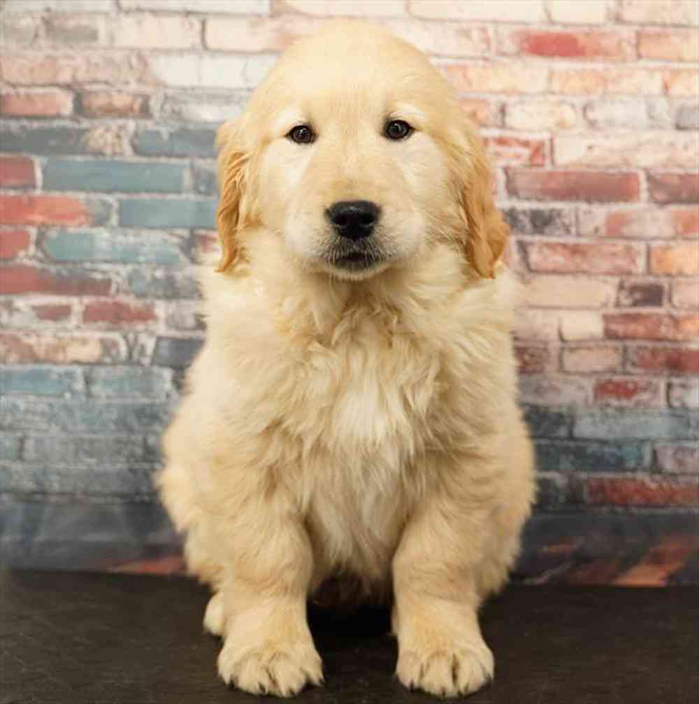 Image of a pet breed in the gallery