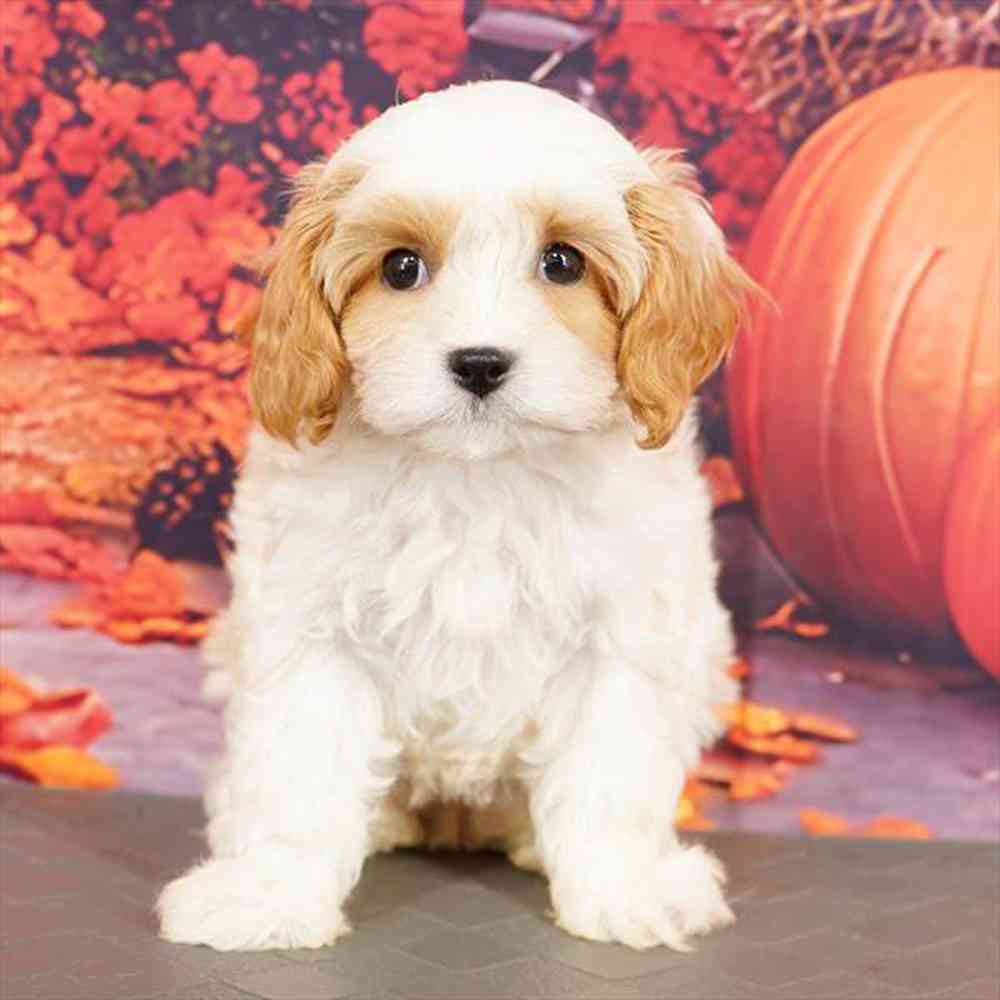 Image of a pet breed in the gallery