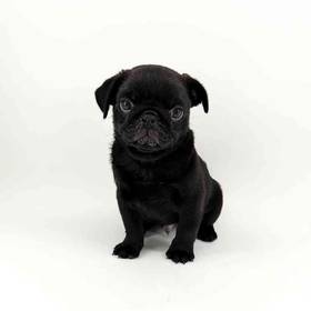 Pug