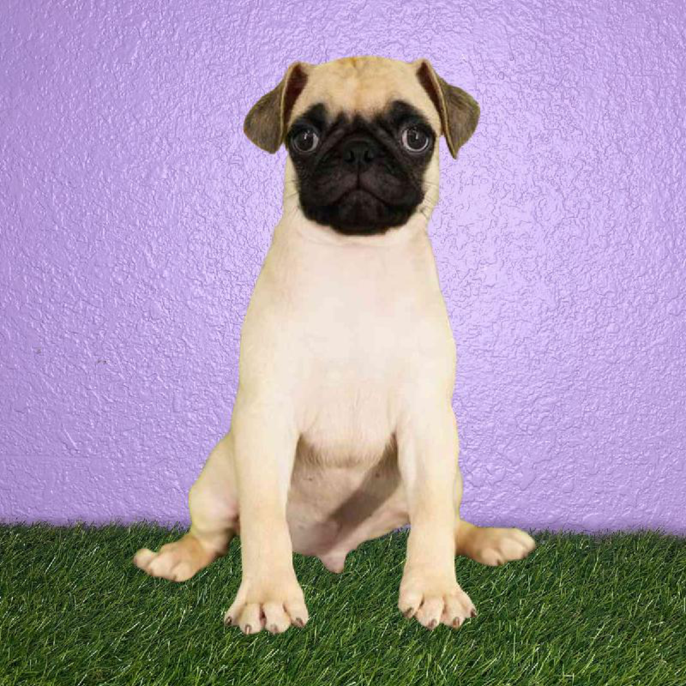 Male Pug Puppy for sale