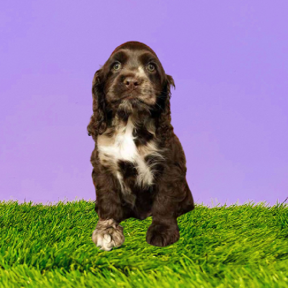 Male Cocker Spaniel Puppy for Sale in Marietta, GA