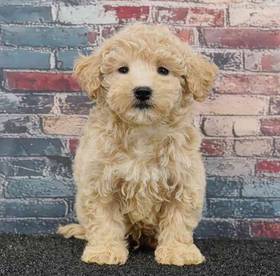 Maltipoo