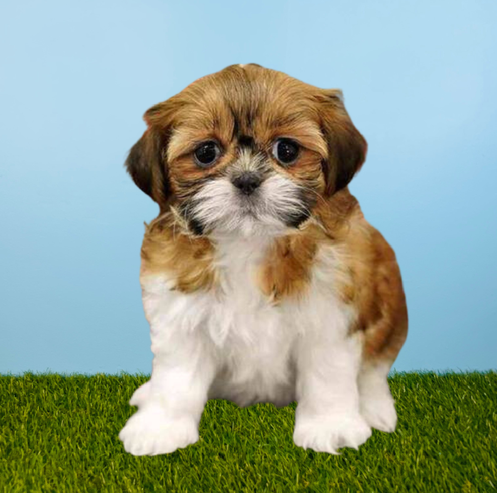 Female Shih Tzu Puppy for Sale in Tolleson, AZ