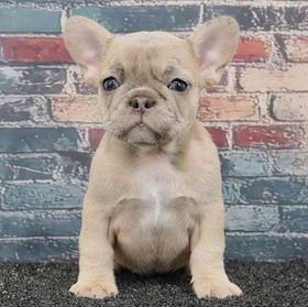 French Bulldog