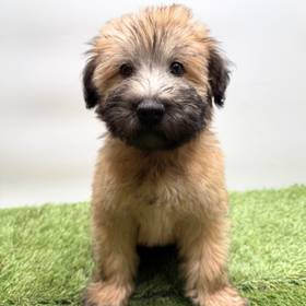 Soft Coated Wheaten Terrier