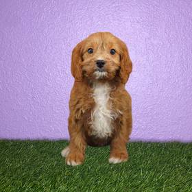 Cavapoo