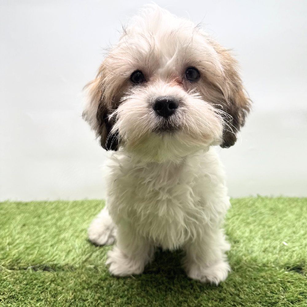carousel pet images