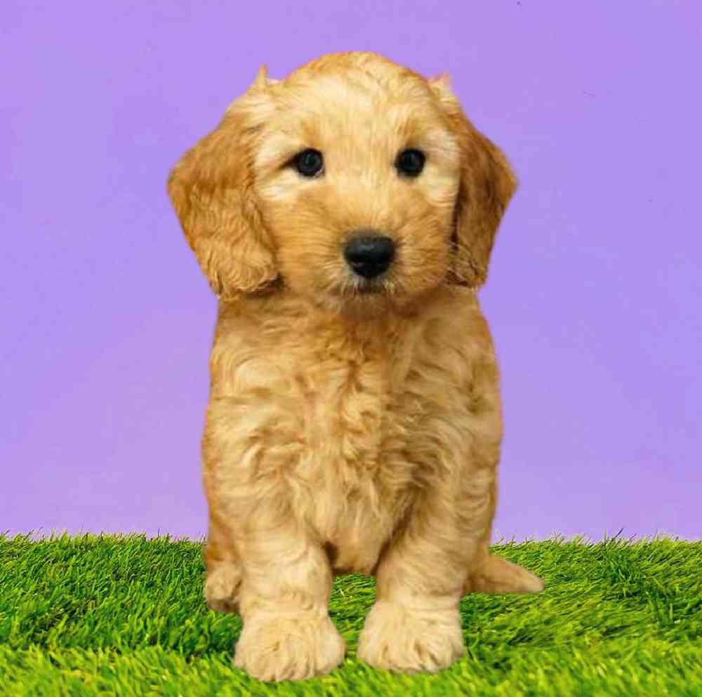 Male 2nd Gen Mini Goldendoodle Puppy for Sale in Puyallup, WA