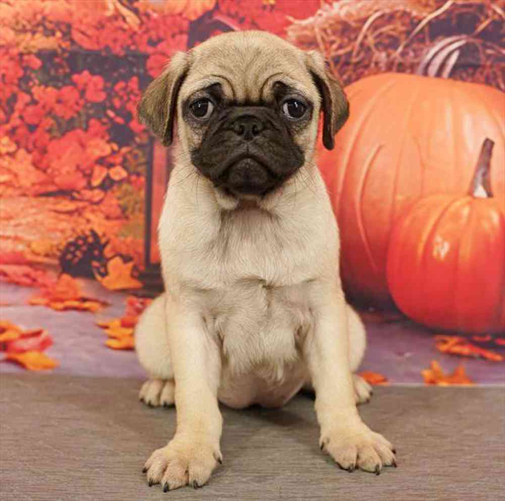 Image of a pet breed in the gallery