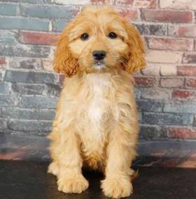 Cavapoo