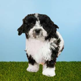 Maltipoo