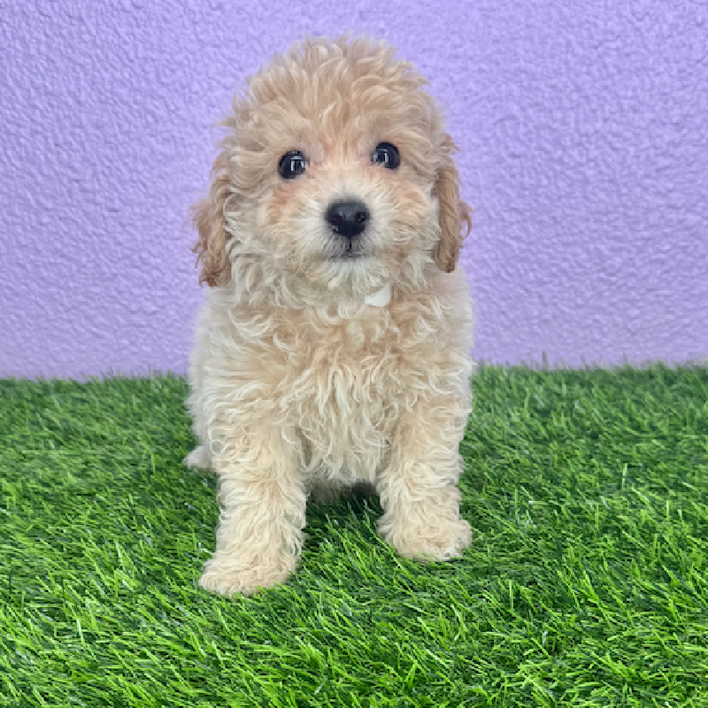 Image of a pet breed in the gallery