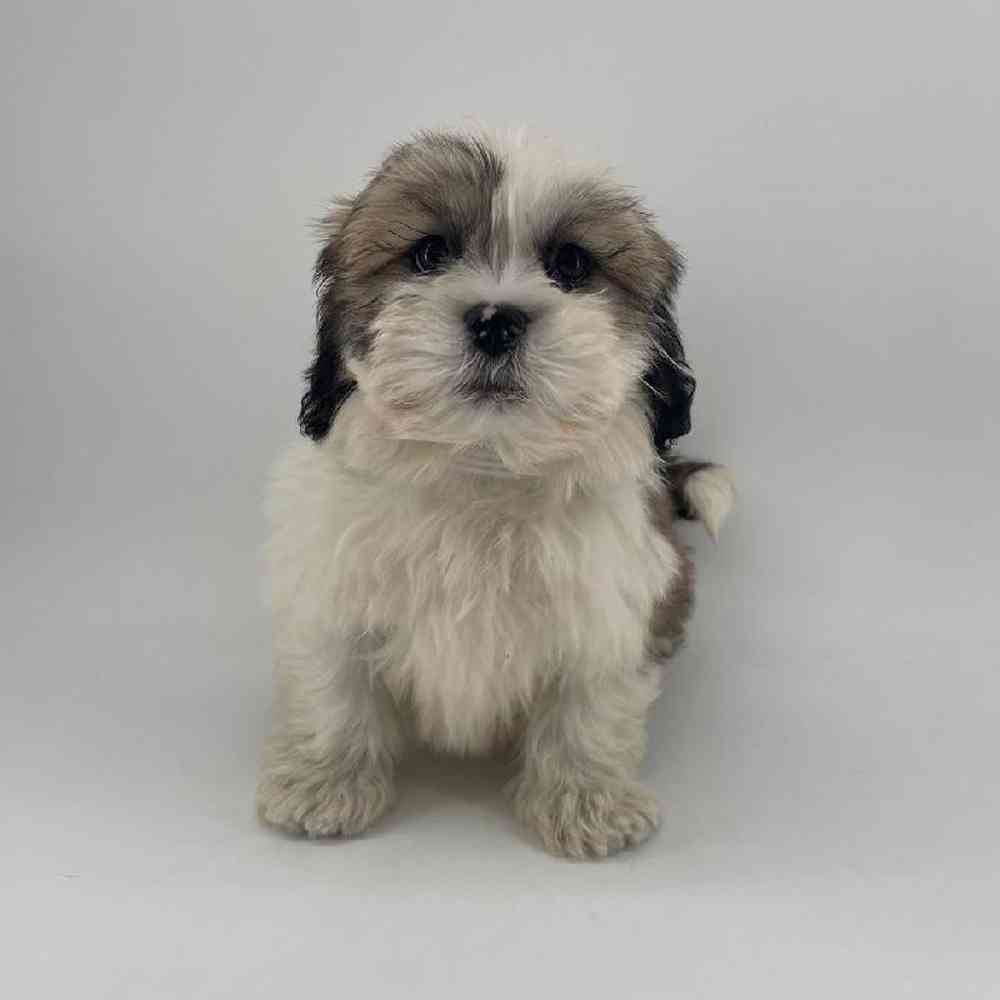 pet breed image