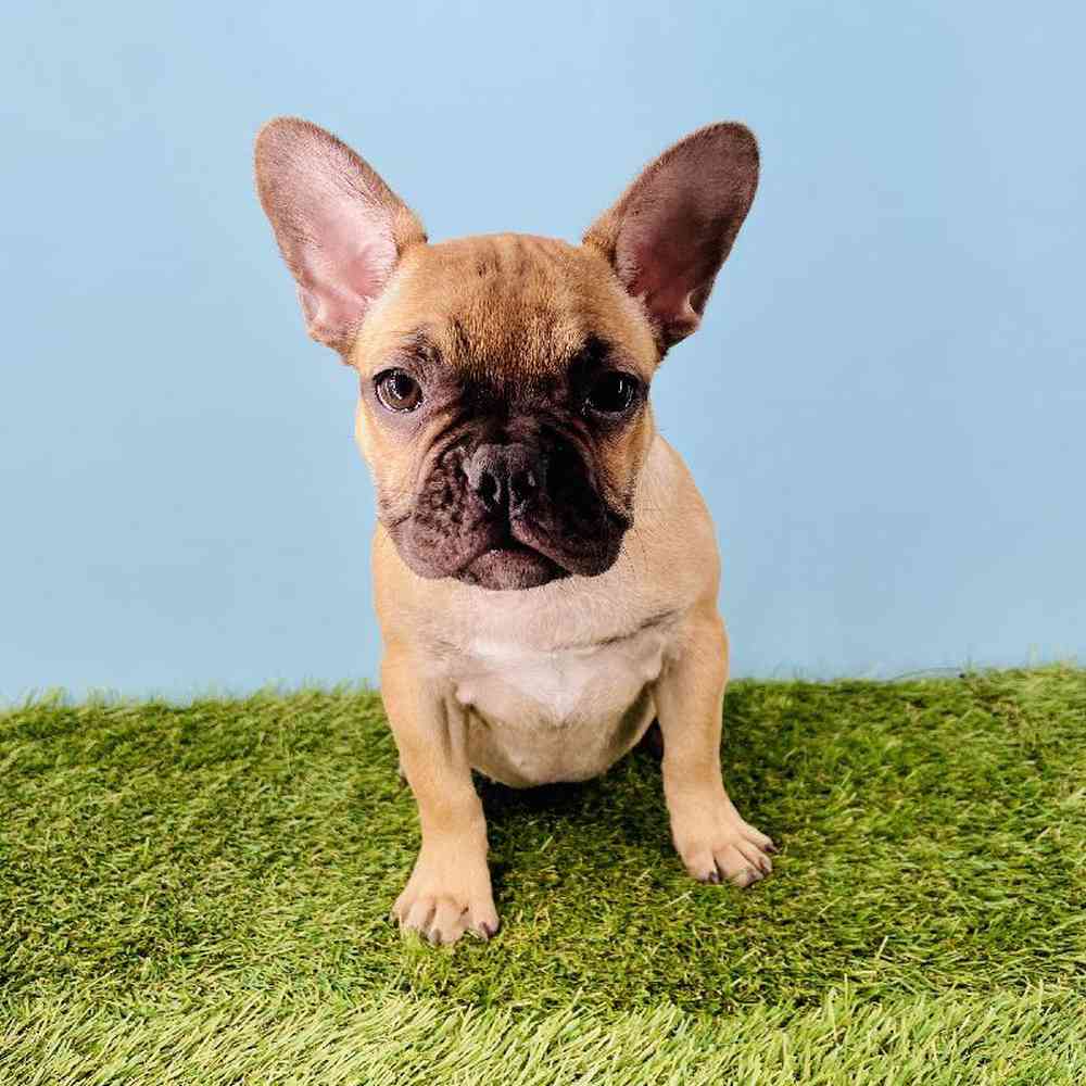 pet breed image
