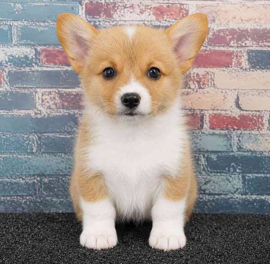 Pembroke Welsh Corgi