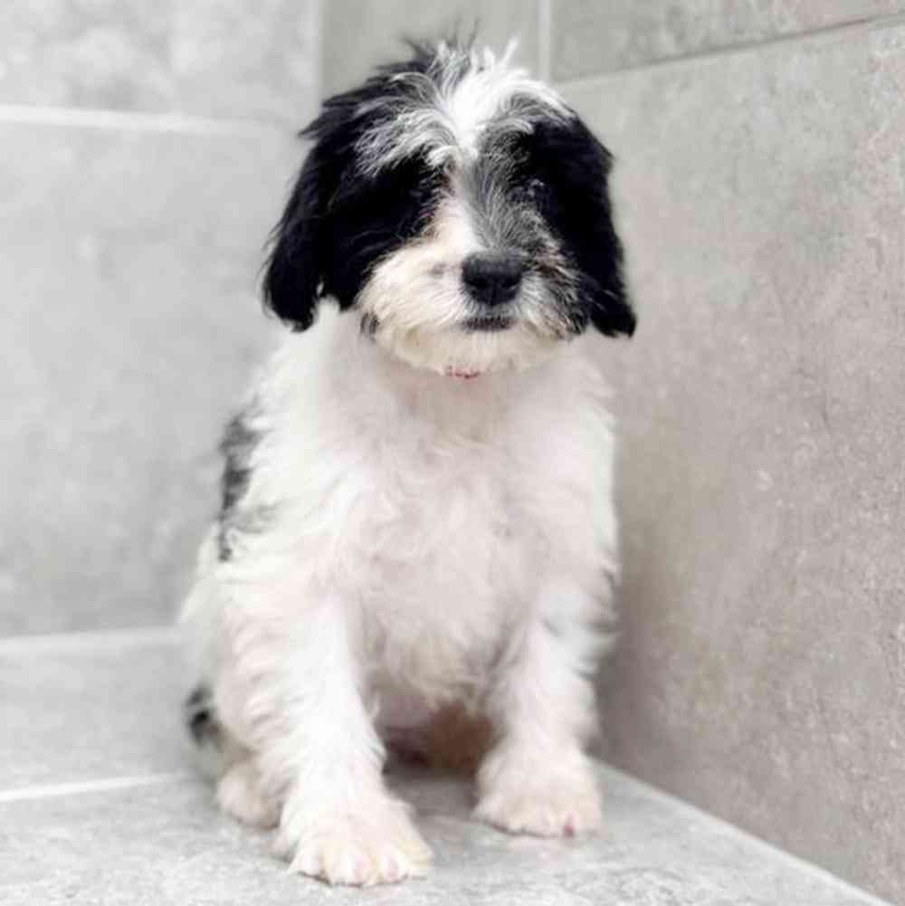 pet breed image