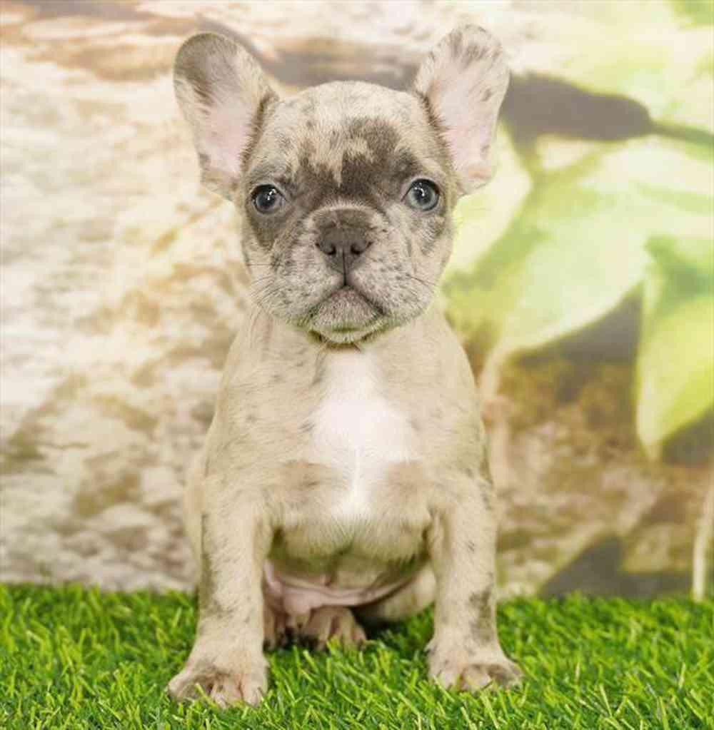 Image of a pet breed in the gallery