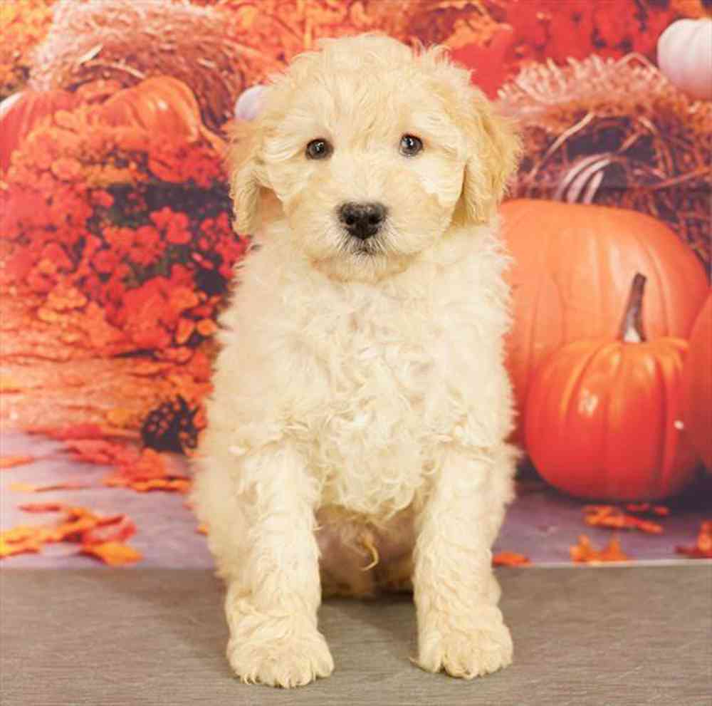 Image of a pet breed in the gallery