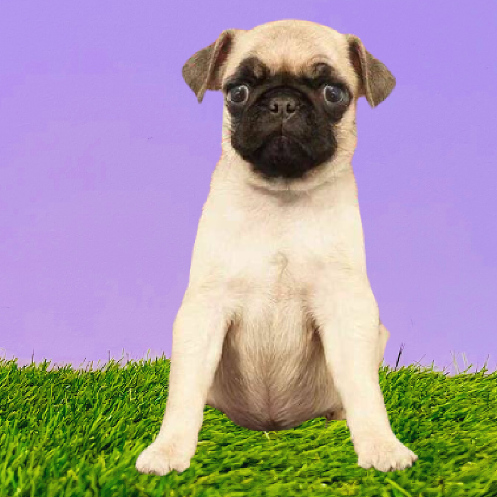 Female Pug Puppy for Sale in Marietta, GA