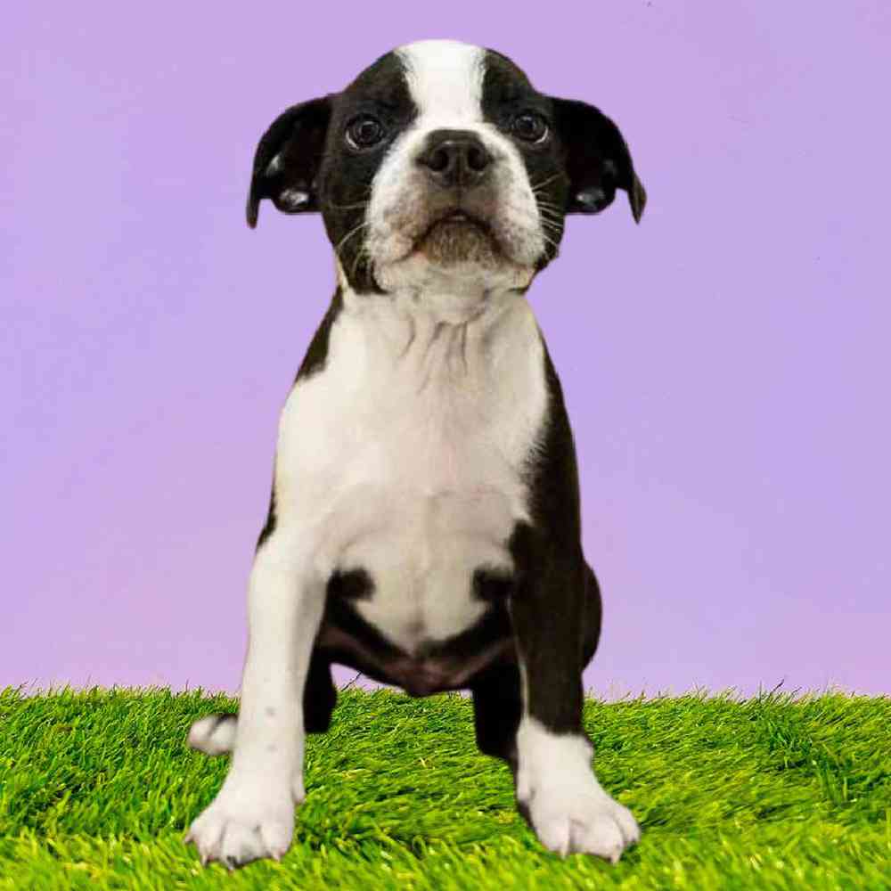 Male Boston Terrier Puppy for Sale in Puyallup, WA