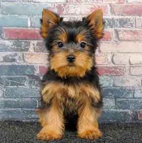 Yorkie