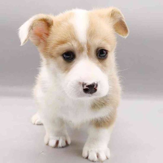 Pembroke Welsh Corgi