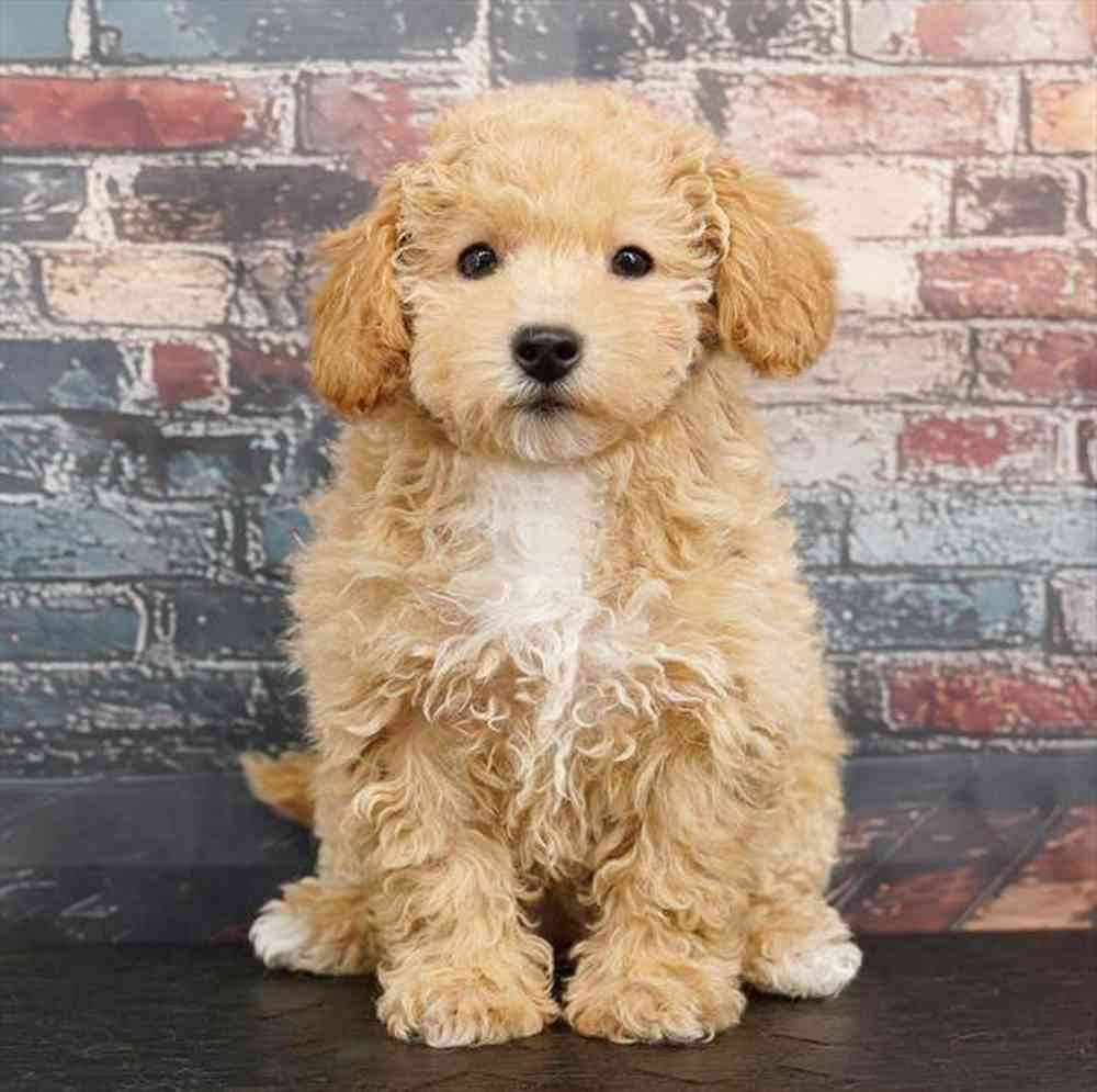 Image of a pet breed in the gallery