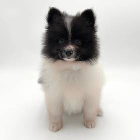 Pomeranian