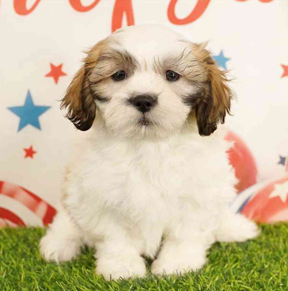 pet breed image