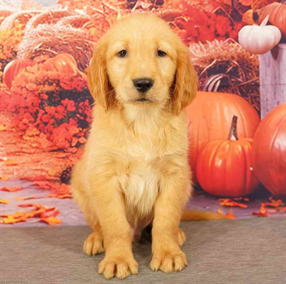 Image of a pet breed in the gallery