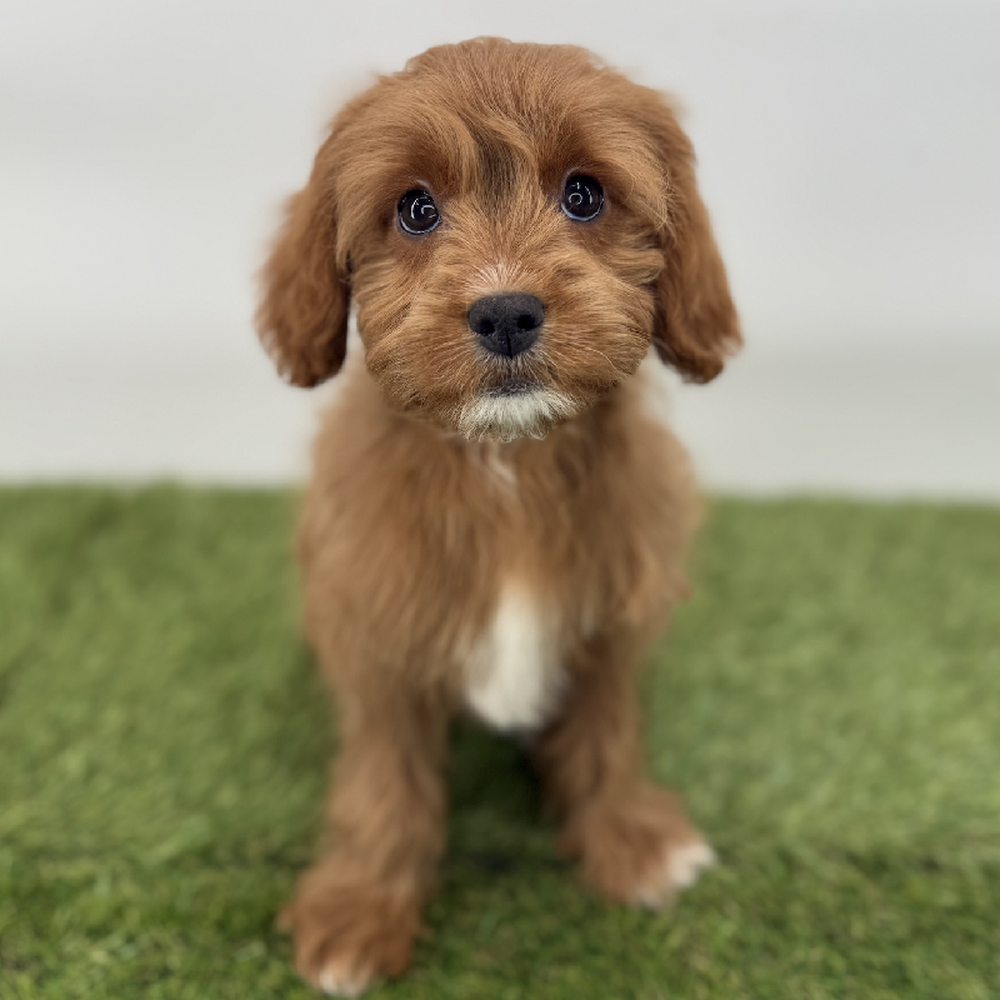 pet breed image