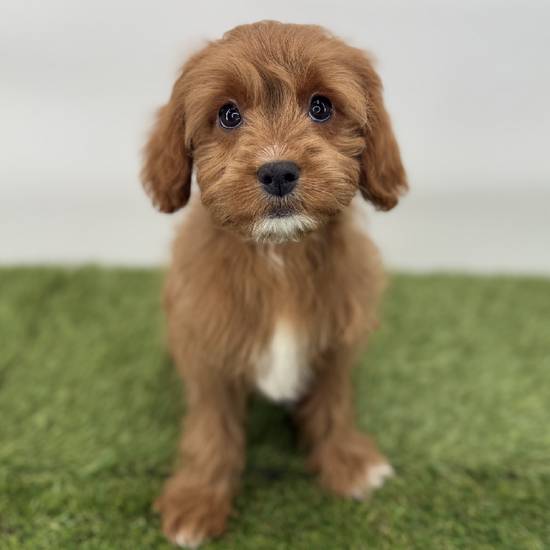 Cavapoo
