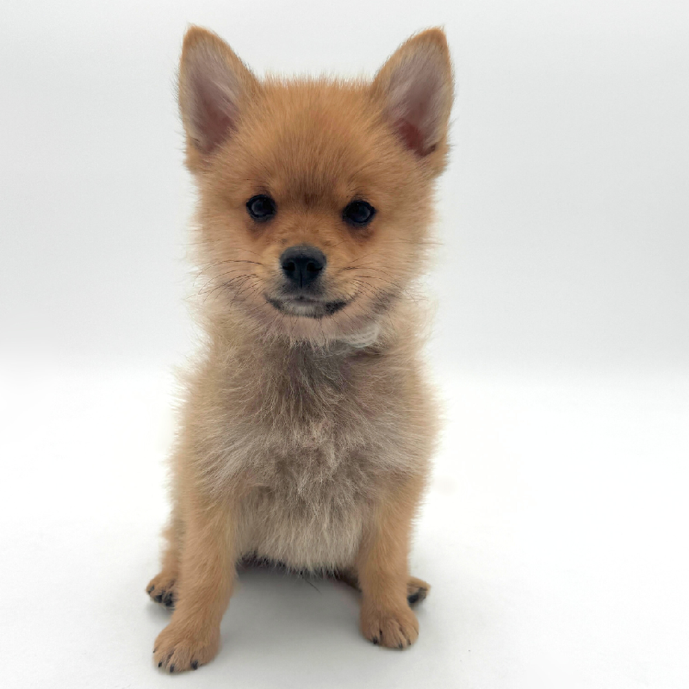 Image of a pet breed in the gallery