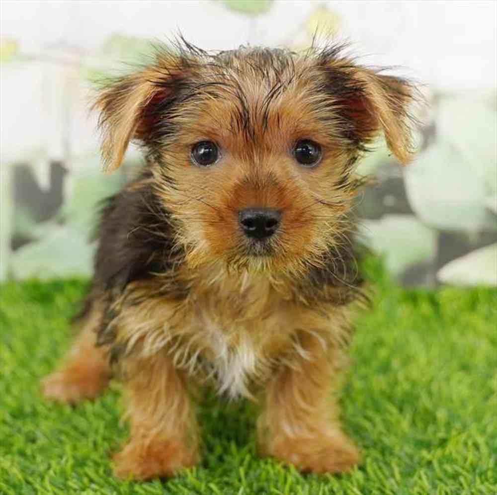 pet breed image